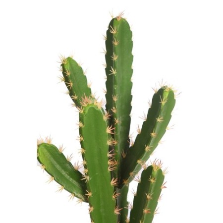 CACTUS SAN PEDRO EN MACETA 68CM