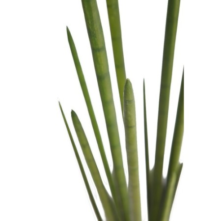 CACTUS SANSEVIERA CYLINDRICA ARITIFICIAL 100CM