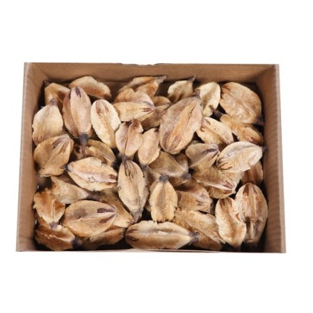 CAJA 50UD FRUTOS LILIS LOOSE