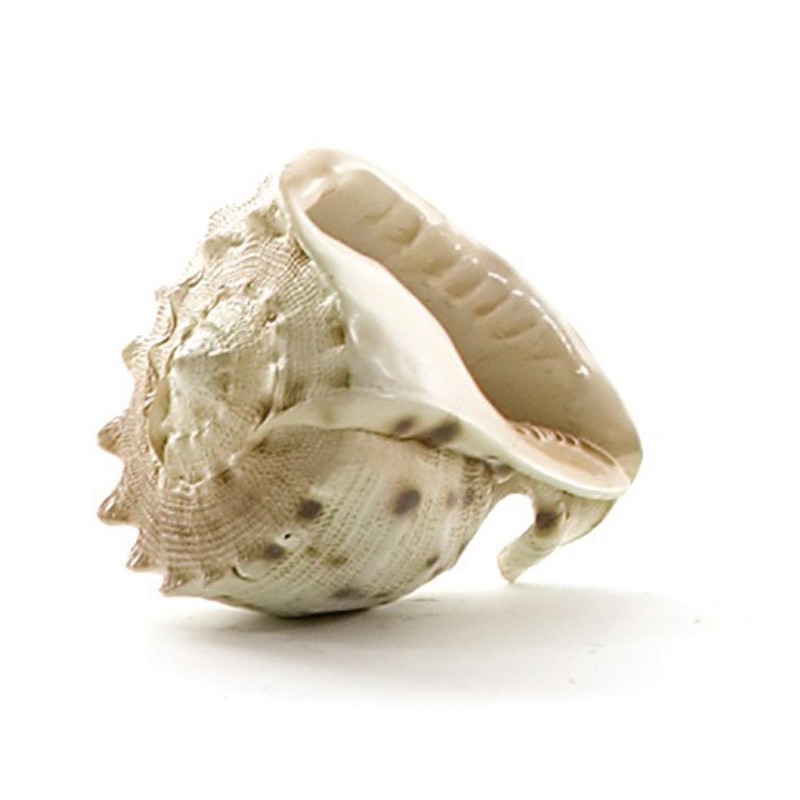 CARACOLA DE MAR FIBRA 10 CM