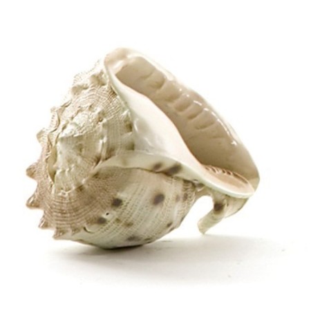 CARACOLA DE MAR FIBRA 10 CM