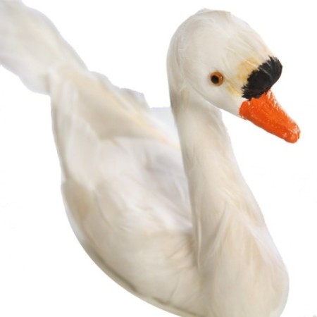CISNE PLUMAS 24CM
