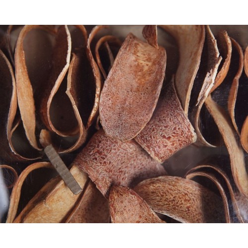 CUCHARA CORTEZA NATURAL CAJA 30 UNIDADES APROX 2