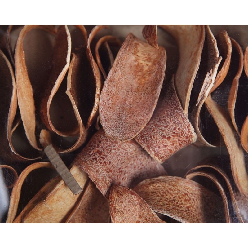 CUCHARA CORTEZA NATURAL CAJA 30 UNIDADES APROX