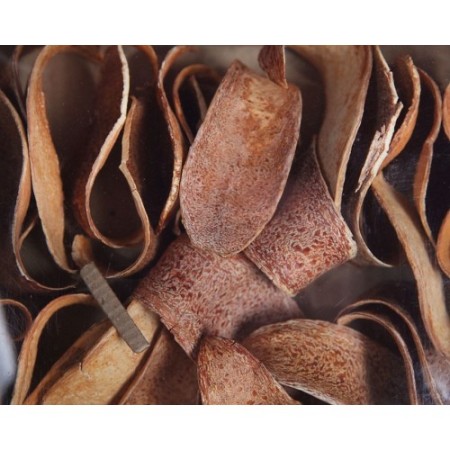 CUCHARA CORTEZA NATURAL CAJA 30 UNIDADES APROX