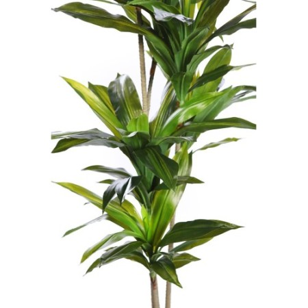 DRACENA ARTIFICIAL CON MACETA 175CM ANCHO 70CM