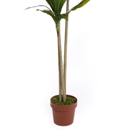 DRACENA ARTIFICIAL CON MACETA 175CM ANCHO 70CM