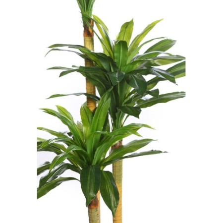 DRACENA ARTIFICIAL EN MACETA 170CM ANCHO 80CM