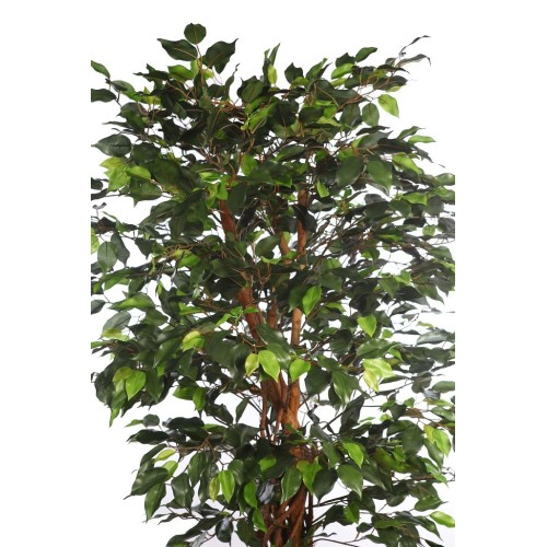 FICUS ANCHO CON MACETA 180CM 2