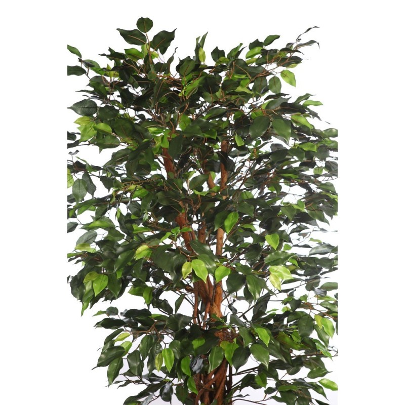 FICUS ANCHO CON MACETA 180CM