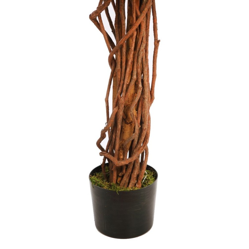 FICUS ANCHO CON MACETA 180CM