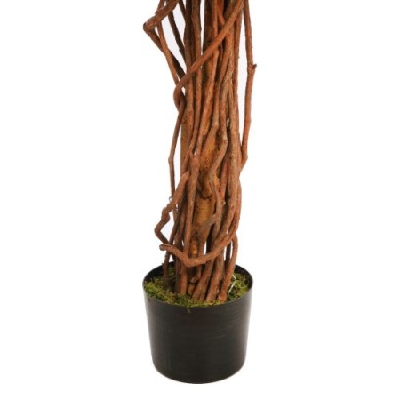 FICUS ANCHO CON MACETA 180CM