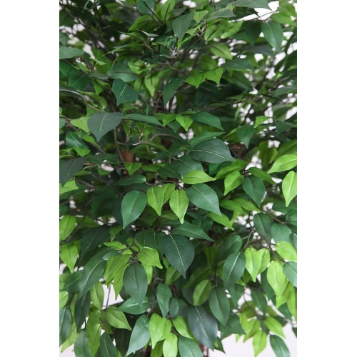 FICUS ARTIFICIAL TRONCO LIANA 160CM 2