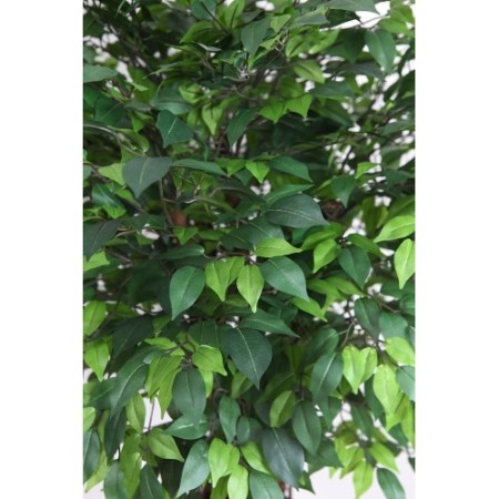 FICUS ARTIFICIAL TRONCO LIANA 160CM
