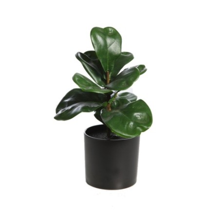 FICUS LYRATA 27CM
