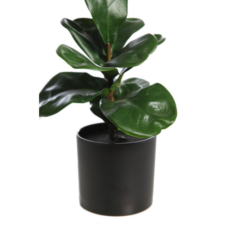 FICUS LYRATA 27CM