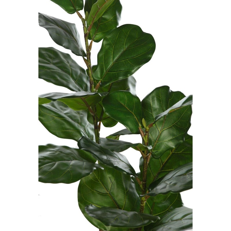 FICUS LYRATA EN MACETA 120CM