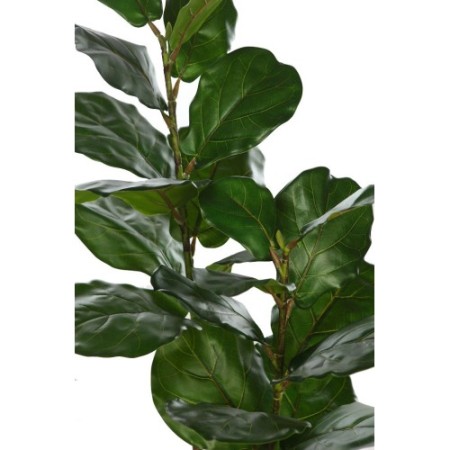 FICUS LYRATA EN MACETA 120CM