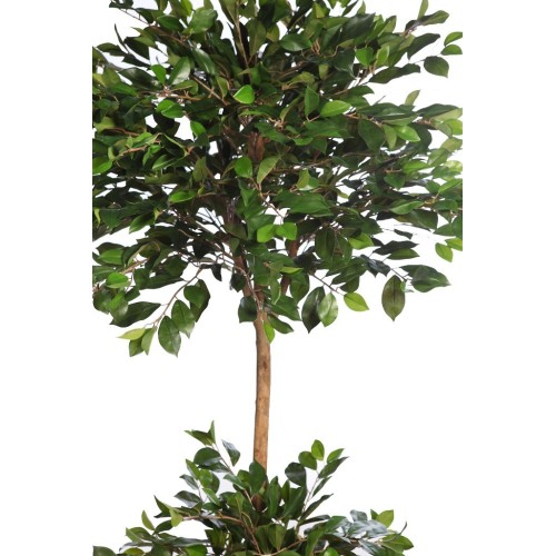 FICUS RETUSA CON MACETA 190CM 2