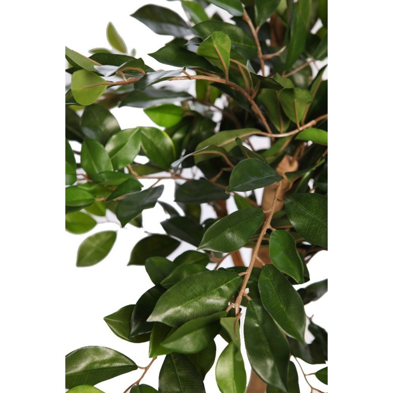 FICUS RETUSA CON MACETA 190CM