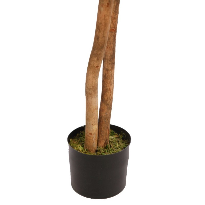 FICUS RETUSA CON MACETA 190CM