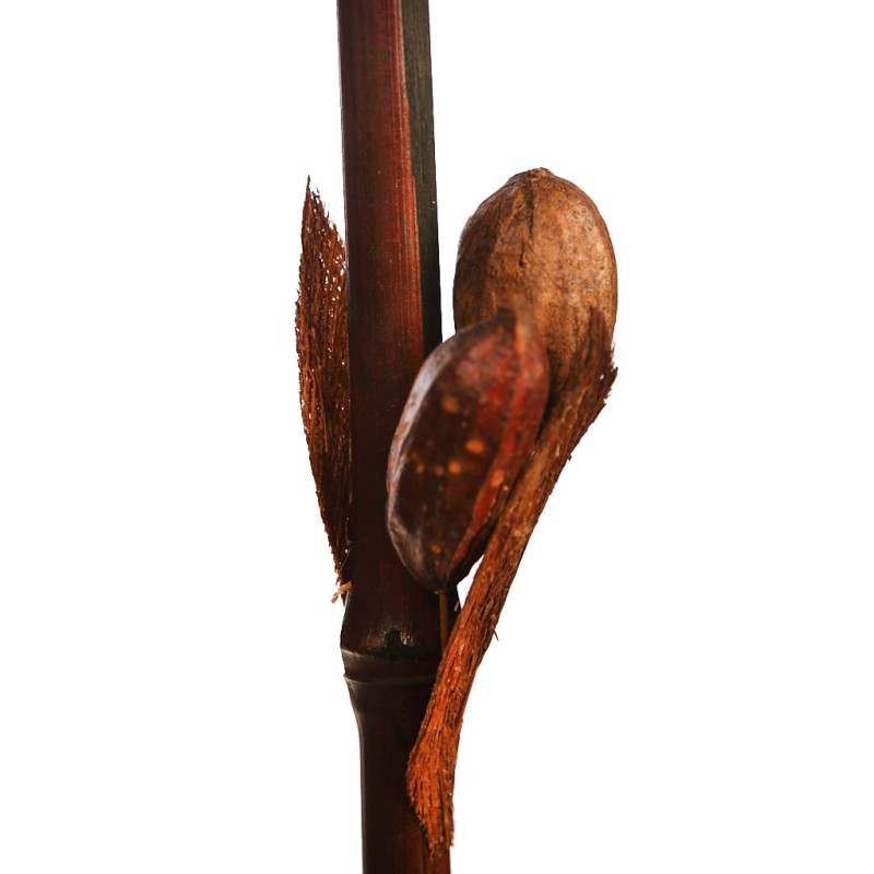 CAÑA DE BAMBU CON FRUTOS 200CM