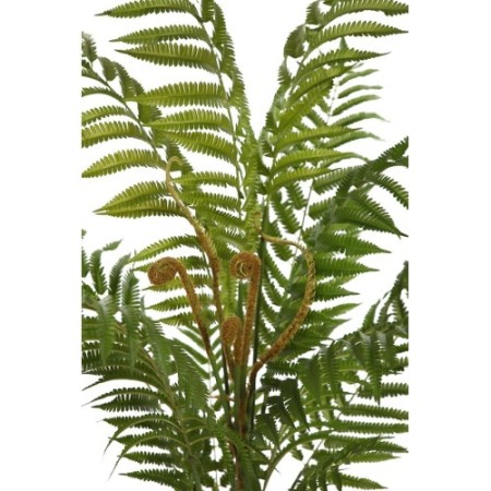 HELECHO ARBOREO CON MACETA, 120CM