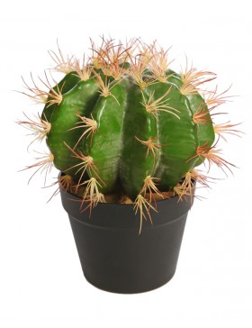 CACTUS BARRIL EN MACETA 30CM