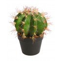 CACTUS BARRIL EN MACETA 30CM