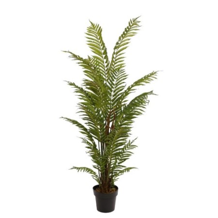 HELECHO ARBOREO CON MACETA, 150 CM