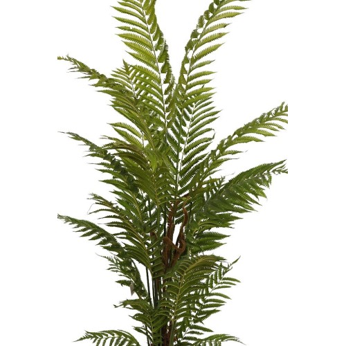 HELECHO ARBOREO CON MACETA, 150 CM 2