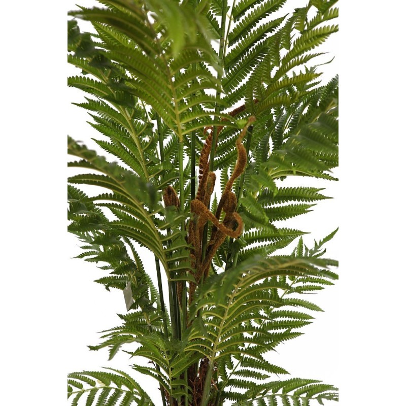 HELECHO ARBOREO CON MACETA, 150 CM