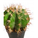 CACTUS BARRIL EN MACETA 30CM