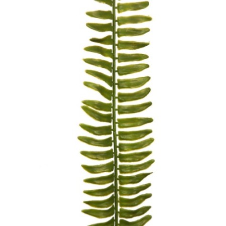 HOJA DE HELECHO 68 CM