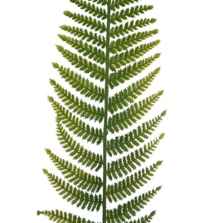 HOJA HELECHO ARTIFICIAL 90CM