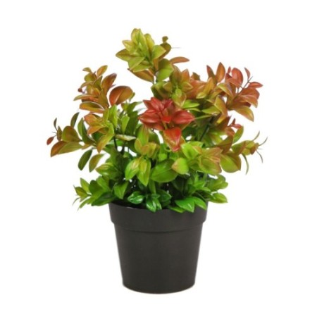 MATA DE EUCALIPTO EN MACETA 28 CM