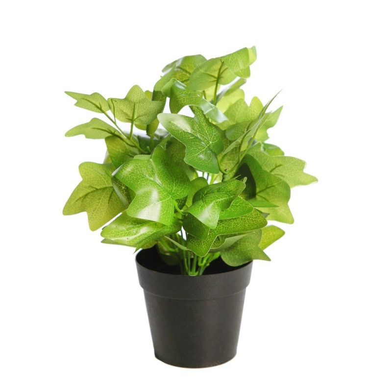 MATA HIEDRA EN MACETA