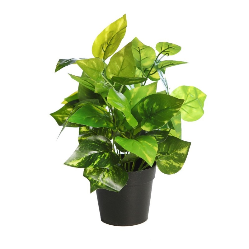 MATA POTO EN MACETA 35CM