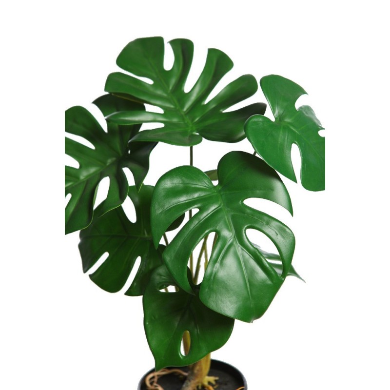 MONSTERA  43CM