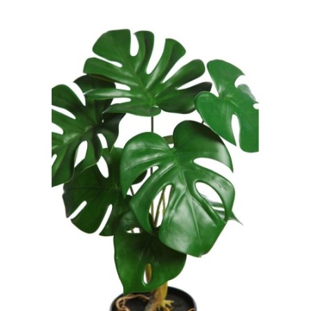 MONSTERA  43CM