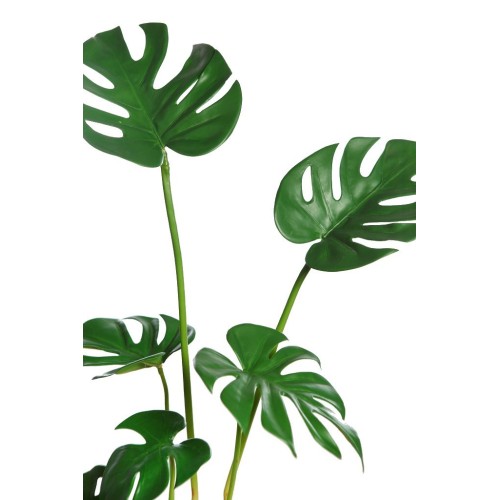 MONSTERA  70CM 2