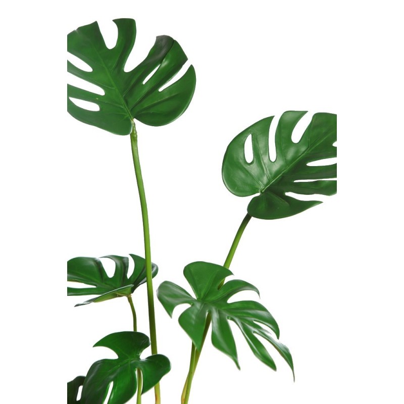 MONSTERA  70CM