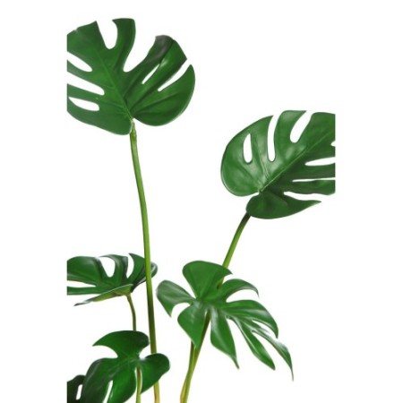 MONSTERA  70CM