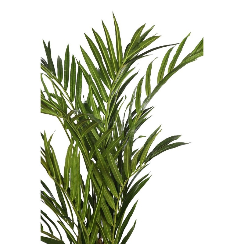 PALMERA KENTIA EN MACETA 170CM