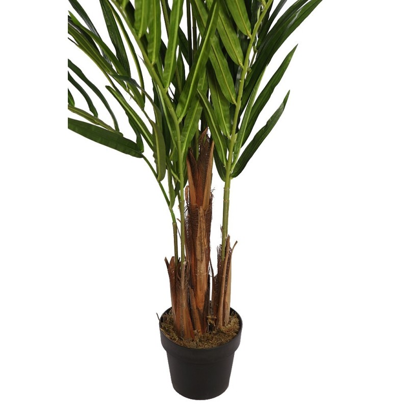 PALMERA KENTIA EN MACETA 170CM