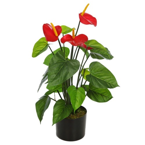 PLANTA ANTHURIUM EN MACETA 60CM