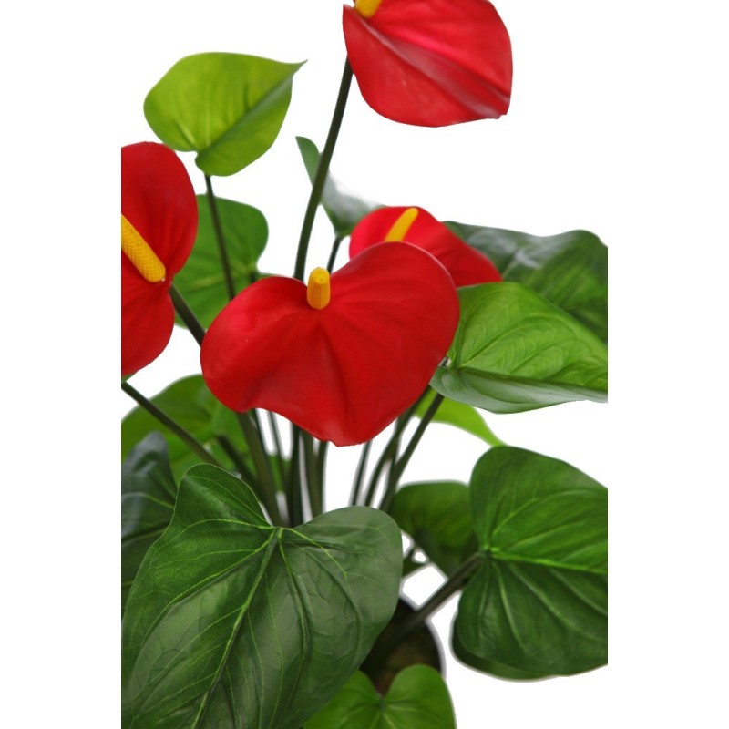 PLANTA ANTHURIUM EN MACETA 60CM