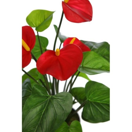 PLANTA ANTHURIUM EN MACETA 60CM