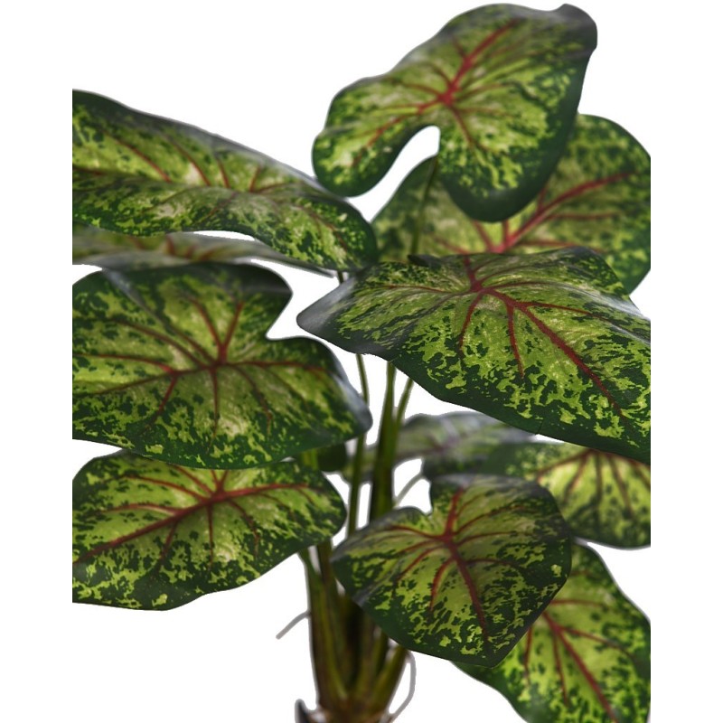 PLANTA CALADIUM 51CM