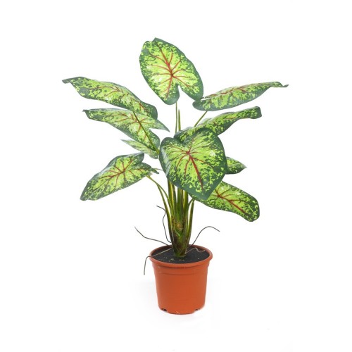 PLANTA CALADIUM 51CM EN MACETA
